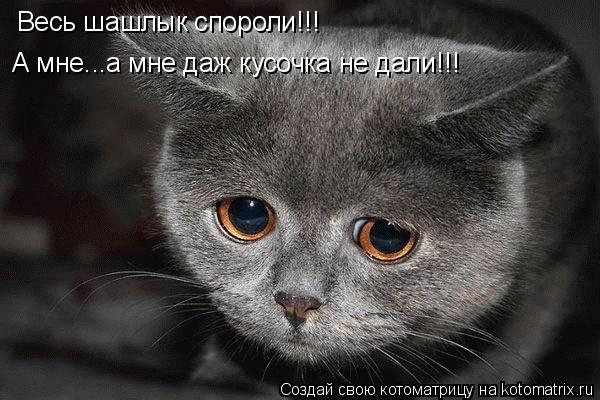 Котоматрица: Весь шашлык спороли!!! А мне...а мне даж кусочка не дали!!!