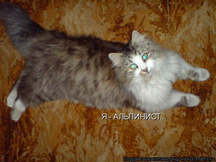 Котоматрица: Я - АЛЬПИНИСТ...