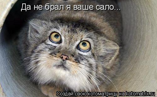Да не брал я ваше сало...... Котоматрица: Да не брал я ваше сало...