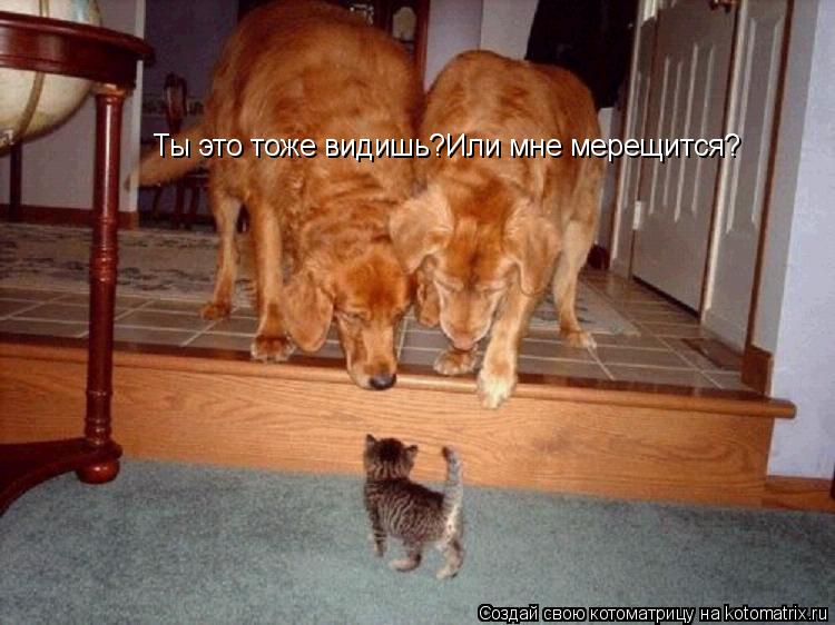 Котоматрица: Ты это тоже видишь?Или мне мерещится?