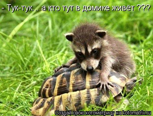 - Тук-тук... а кто тут в домике живёт ???... Котоматрица: - Тук-тук... а кто тут в домике живёт ???