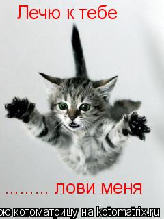 Котоматрица: Лечю к тебе ......... лови меня