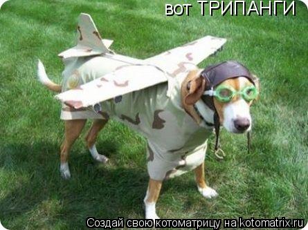 Котоматрица: вот ТРИПАНГИ