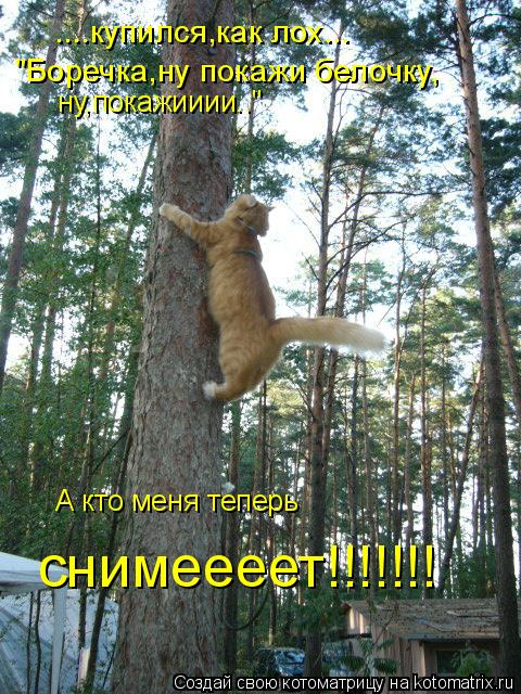 ....купился,как лох... "Боречка,ну покажи белочку, ну,покажииии.." А кто меня теперь снимеееет!!!!!!!... Котоматрица: ....купился,как лох... "Боречка,ну покажи белочку, ну,покажииии.." А кто меня теперь снимеееет!!!!!!!