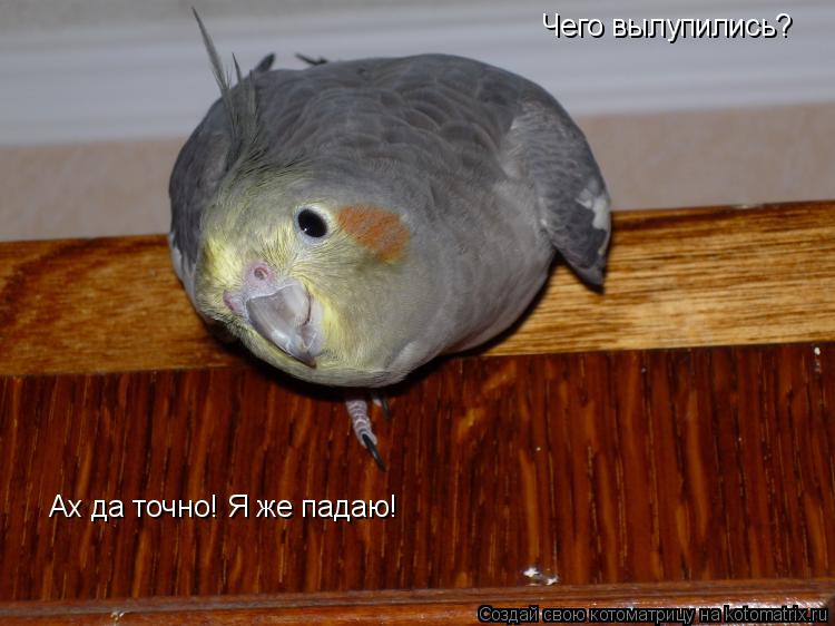 Чего вылупились? Ах да точно! Я же падаю!... Котоматрица: Чего вылупились? Ах да точно! Я же падаю!