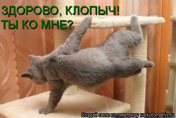 Котоматрица: ЗДОРОВО, КЛОПЫЧ! ТЫ КО МНЕ?