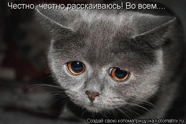 Котоматрица: Честно, честно расскаиваюсь! Во всем....
