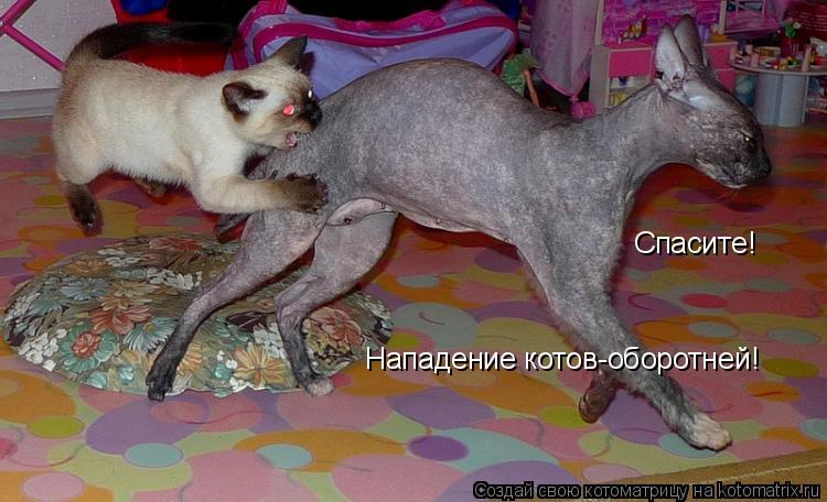 Котоматрица: Спасите! Нападение котов-оборотней!