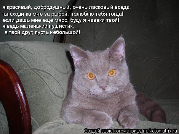 Котоматрица: я красивый, добродушный, очень ласковый вседа,  ты сходи ка мне за рыбой, полюблю тебя тогда!  если дашь мне еще мясо, буду я навеки твой!  я вед