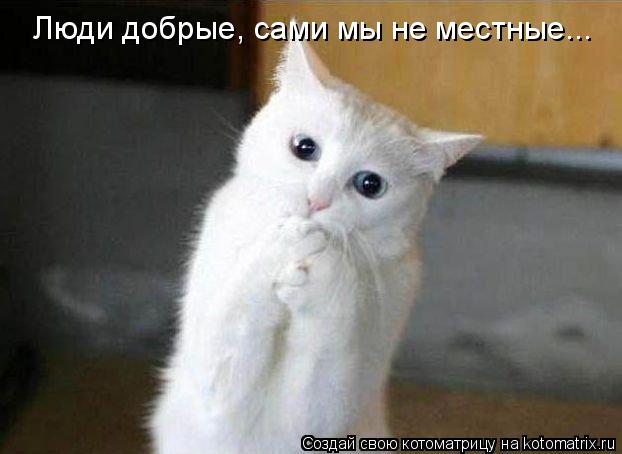 Люди добрые, сами мы не местные...... Котоматрица: Люди добрые, сами мы не местные...