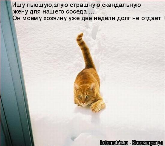 Котоматрица: Ищу пьющую,злую,страшную,скандальную жену для нашего соседа...... Он моему хозяину уже две недели долг не отдает!!!