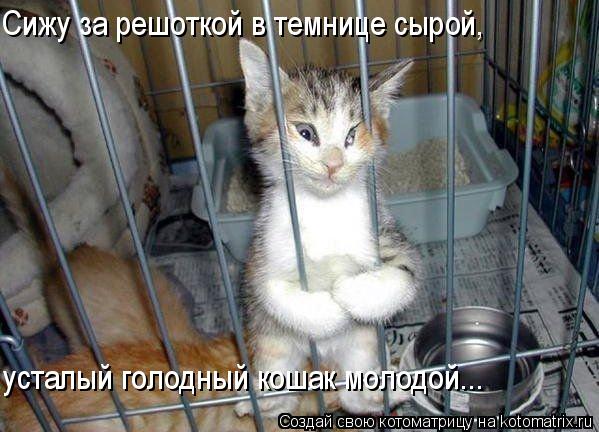 Котоматрица: Сижу за решоткой в темнице сырой, усталый голодный кошак молодой...
