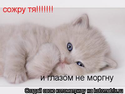 сожру тя!!!!!!! и глазом не моргну... Котоматрица: сожру тя!!!!!!! и глазом не моргну