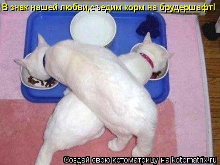 В знак нашей любви,съедим корм на брудершафт!... Котоматрица: В знак нашей любви,съедим корм на брудершафт!