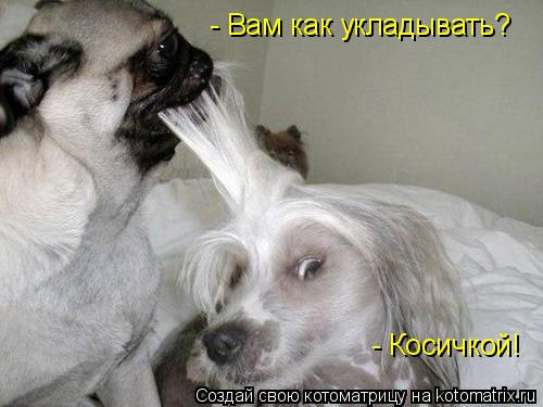- Вам как укладывать? - Косичкой!... Котоматрица: - Вам как укладывать? - Косичкой!