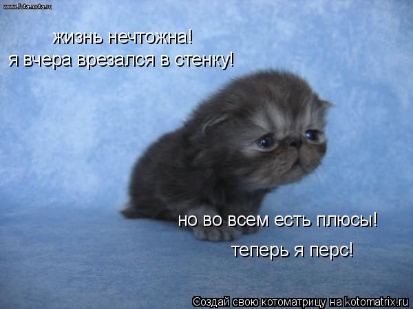 Котоматрица: жизнь нечтожна! я вчера врезался в стенку! но во всем есть плюсы! теперь я перс!