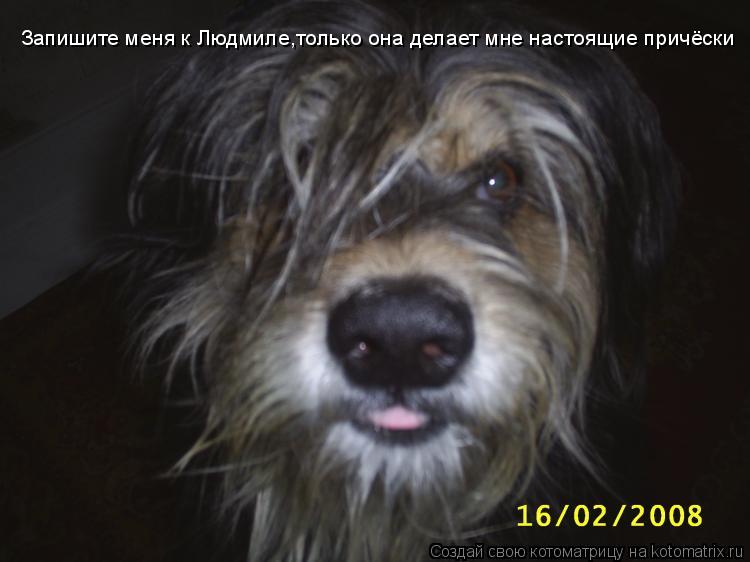 Котоматрица: Запишите меня к Людмиле,только она делает мне настоящие причёски