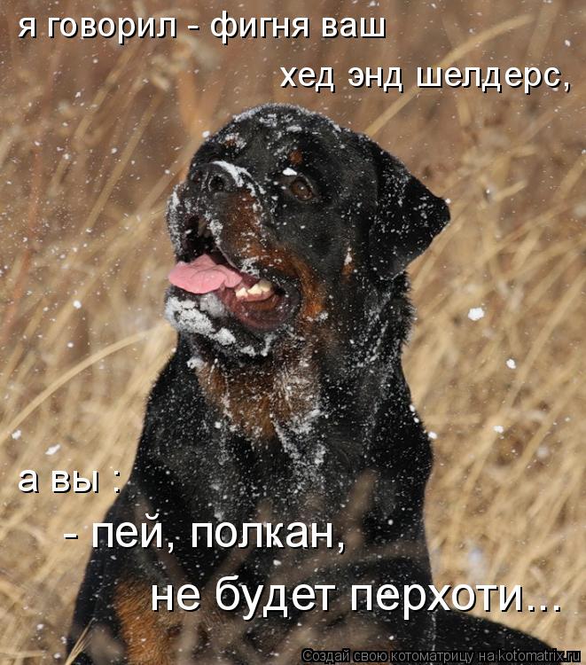 я говорил - фигня ваш хед энд шелдерс, не будет перхоти... - пей, полкан, а вы :... Котоматрица: я говорил - фигня ваш хед энд шелдерс, не будет перхоти... - пей, полкан, а вы :