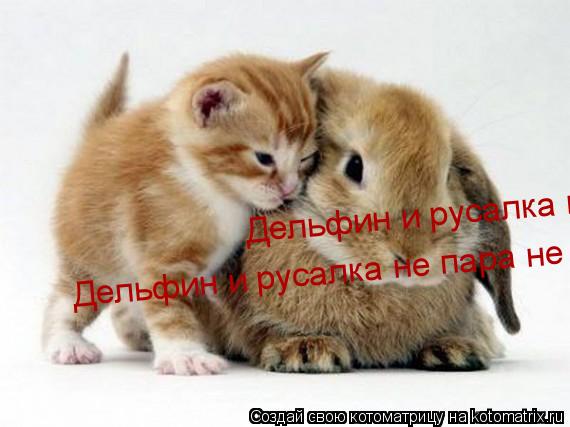 Котоматрица: Дельфин и русалка не пара не пара не пара Дельфин и русалка не пара не пара не пара