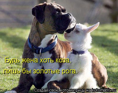 Будь жена хоть коза, лишь бы золотые рога.... Котоматрица: Будь жена хоть коза, лишь бы золотые рога.