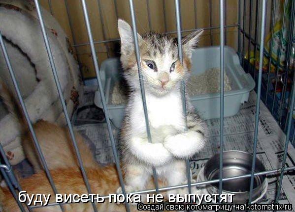 Котоматрица: буду висеть пока не выпустят