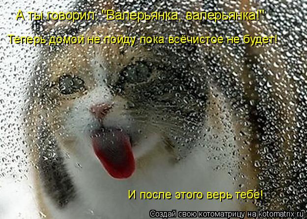 А ты говорил: "Валерьянка, валерьянка!" Теперь домой не пойду пока всёчистое не будет! И после этого ... Котоматрица: А ты говорил: "Валерьянка, валерьянка!" Теперь домой не пойду пока всёчистое не будет! И после этого верь тебе!