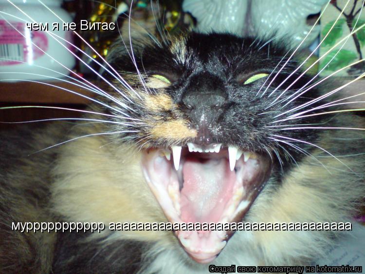 Котоматрица: чем я не Витас муррррррррррр аааааааааааааааааааааааааааааааааа
