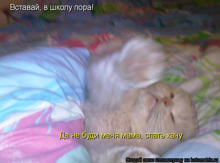 Котоматрица: Вставай, в школу пора! Да не буди меня мама, спать хачу