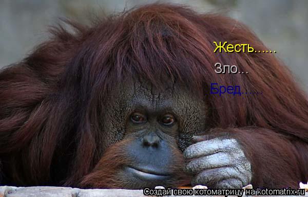 Жесть...... Зло... Бред......... Котоматрица: Жесть...... Зло... Бред......