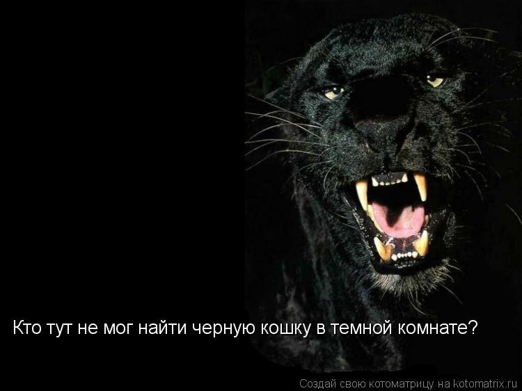 Котоматрица: Кто тут не мог найти черную кошку в темной комнате?