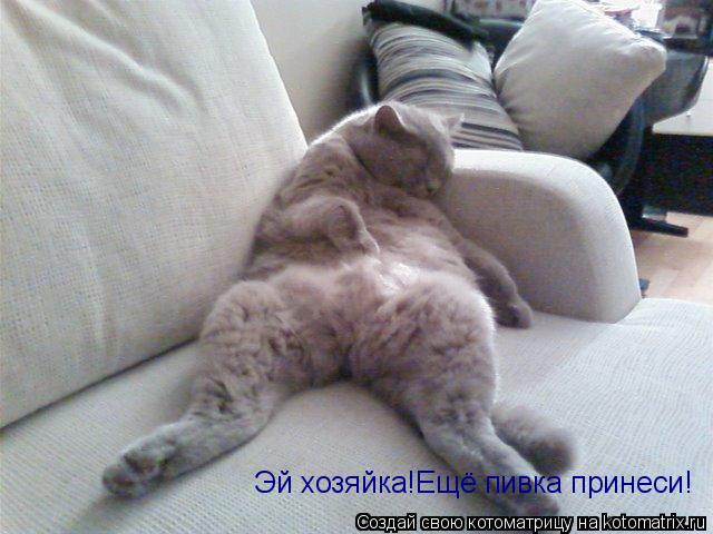 Котоматрица: Эй хозяйка!Ещё пивка принеси!