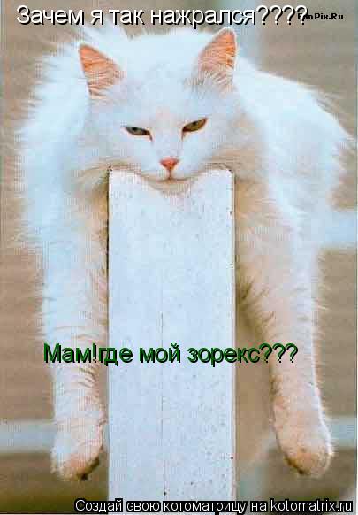 Зачем я так нажрался???? Зачем я так нажрался???? Зачем я так нажрался???? Мам!где мой зорекс???... Котоматрица: Зачем я так нажрался???? Зачем я так нажрался???? Зачем я так нажрался???? Мам!где мой зорекс???