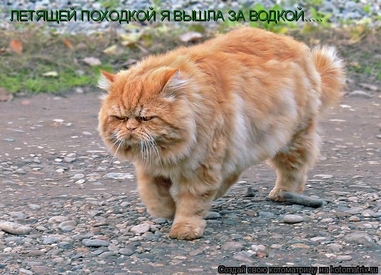 ЛЕТЯЩЕЙ ПОХОДКОЙ Я ВЫШЛА ЗА ВОДКОЙ........ Котоматрица: ЛЕТЯЩЕЙ ПОХОДКОЙ Я ВЫШЛА ЗА ВОДКОЙ.....