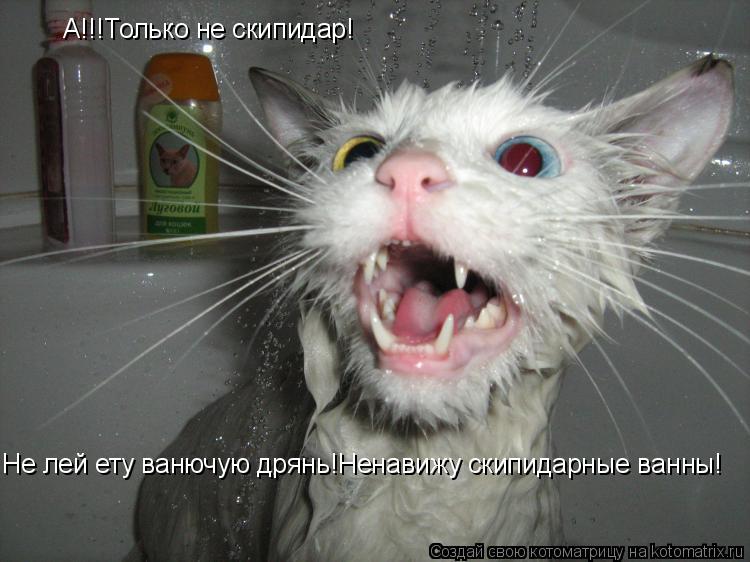 Котоматрица: А!!!Только не скипидар! Не лей ету ванючую дрянь!Ненавижу скипидарные ванны!