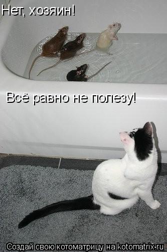 Котоматрица: Нет, хозяин! Всё равно не полезу!
