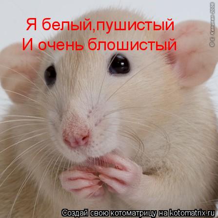Я белый,пушистый И очень блошистый... Котоматрица: Я белый,пушистый И очень блошистый