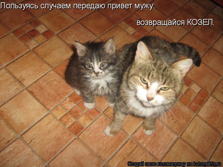 Пользуясь случаем передаю привет мужу: Пользуясь случаем передаю привет мужу: возвращайся КОЗЕЛ.... Котоматрица: Пользуясь случаем передаю привет мужу: Пользуясь случаем передаю привет мужу: возвращайся КОЗЕЛ.