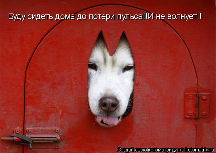 Буду сидеть дома до потери пульса!!И не волнует!!... Котоматрица: Буду сидеть дома до потери пульса!!И не волнует!!