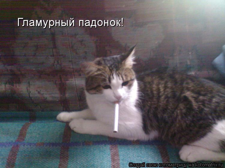 Гламурный падонок!... Котоматрица: Гламурный падонок!