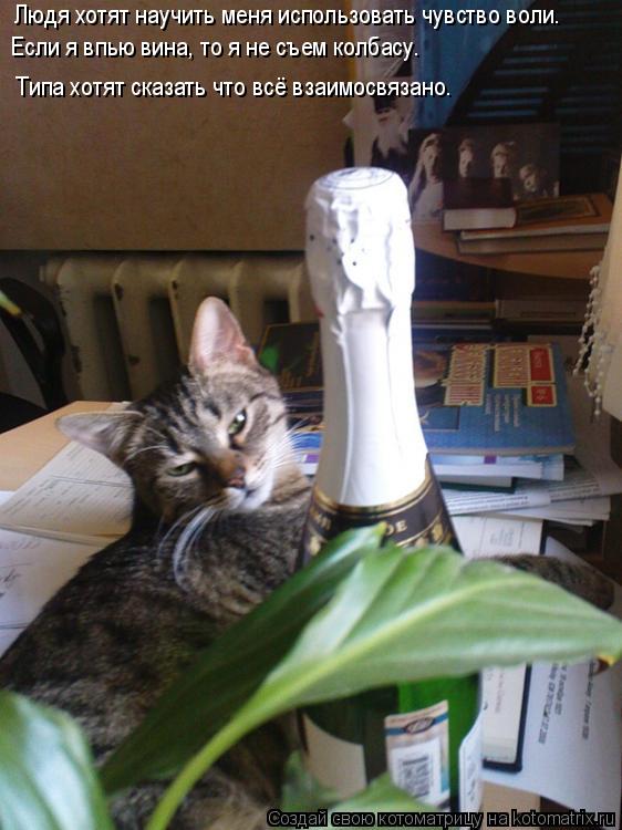Котоматрица: Людя хотят научить меня использовать чувство воли. Если я впью вина, то я не съем колбасу. Типа хотят сказать что всё взаимосвязано.