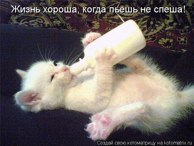 Котоматрица: Жизнь хороша, когда пьёшь не спеша!