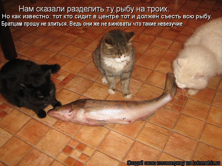 Котоматрица: Нам сказали разделить ту рыбу на троих. Но как известно: тот кто сидит в центре тот и должен съесть всю рыбу. Братцам прошу не злиться. Ведь о