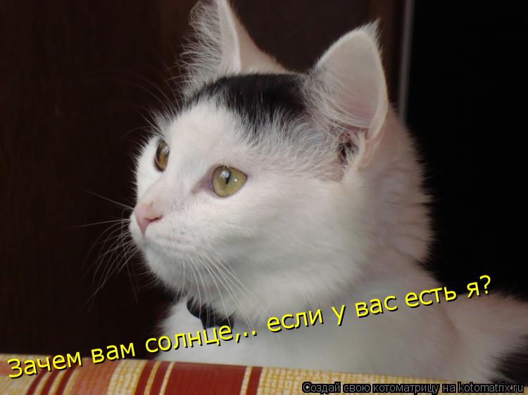 Зачем вам солнце,.. если у вас есть я?... Котоматрица: Зачем вам солнце,.. если у вас есть я?