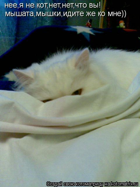 Котоматрица: нее,я не кот,нет,нет,что вы! мышата,мышки,идите же ко мне))