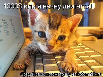 Котоматрица: 1000$ или я начну двигатся!