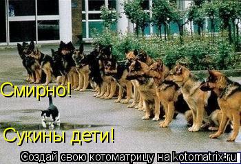 Котоматрица: Смирно! Сукины дети!