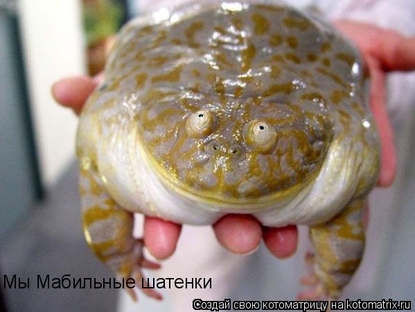Мы Мабильные шатенки... Котоматрица: Мы Мабильные шатенки