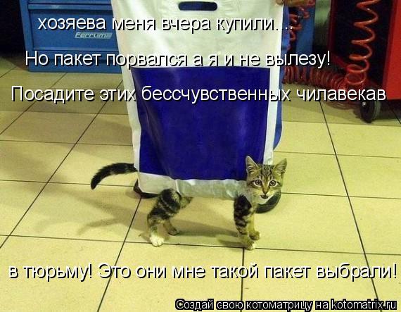 Котоматрица: хозяева меня вчера купили....  Но пакет порвался а я и не вылезу! Посадите этих бессчувственных чилавекав в тюрьму! Это они мне такой пакет вы