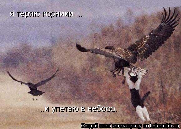 Котоматрица: я теряю корниии..... ...и улетаю в небооо...