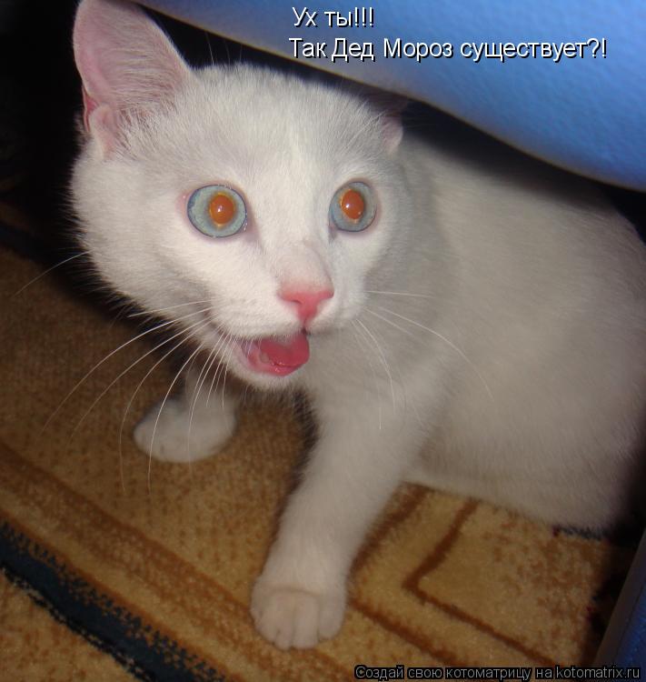 Котоматрица: Ух ты!!! Так Дед Мороз существует?!